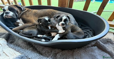 Boxer dogs - Advert 4