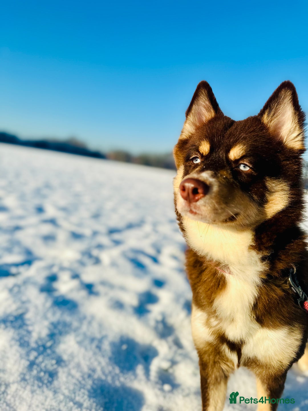 Pomsky dogs for sale: Family-Raised Pomsky Pups - Advert 18