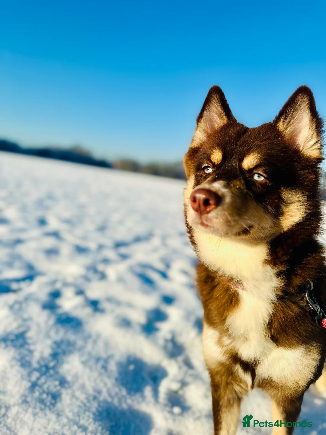 Pomsky dogs for sale: Skye and Sahara  - Advert 8