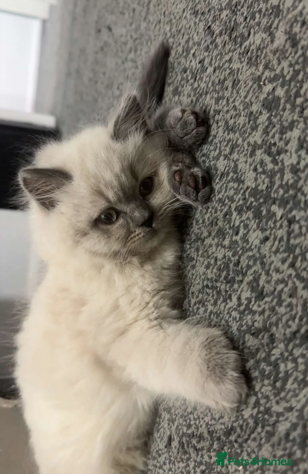 British Longhair cats for sale: Bluepoint British longhair grey British shorthair  - Advert 9