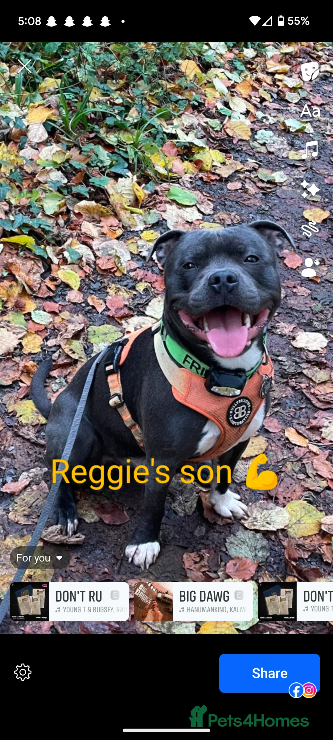 Staffordshire Bull Terrier dogs for stud: King reggie .champion/vagalo lines in Cardiff - Advert 9