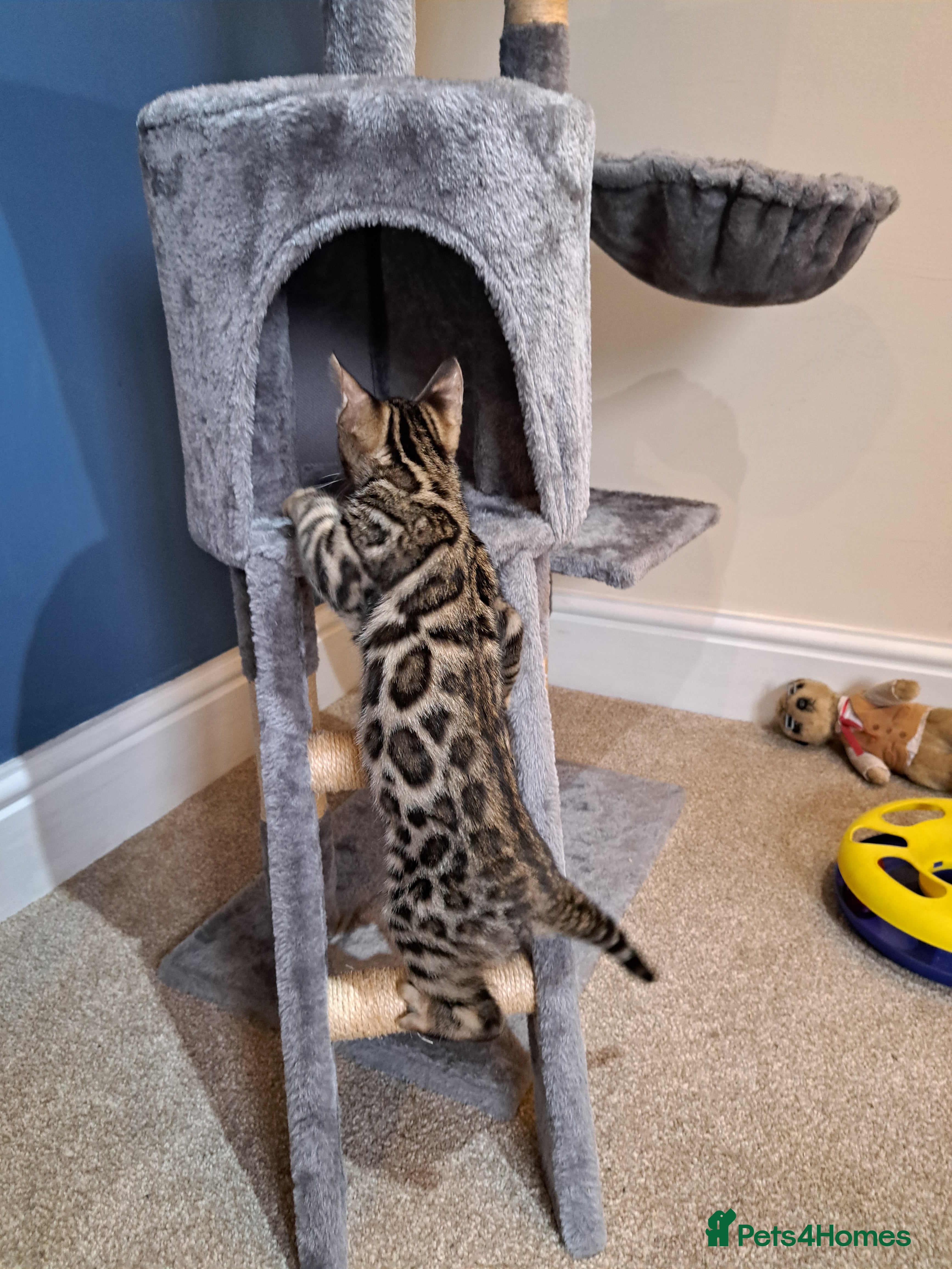 Bengal cats Stunning TICA Bengal Kitten - Advert 2