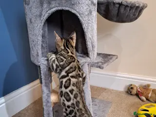 Bengal cats Stunning TICA Bengal Kitten - Advert 2