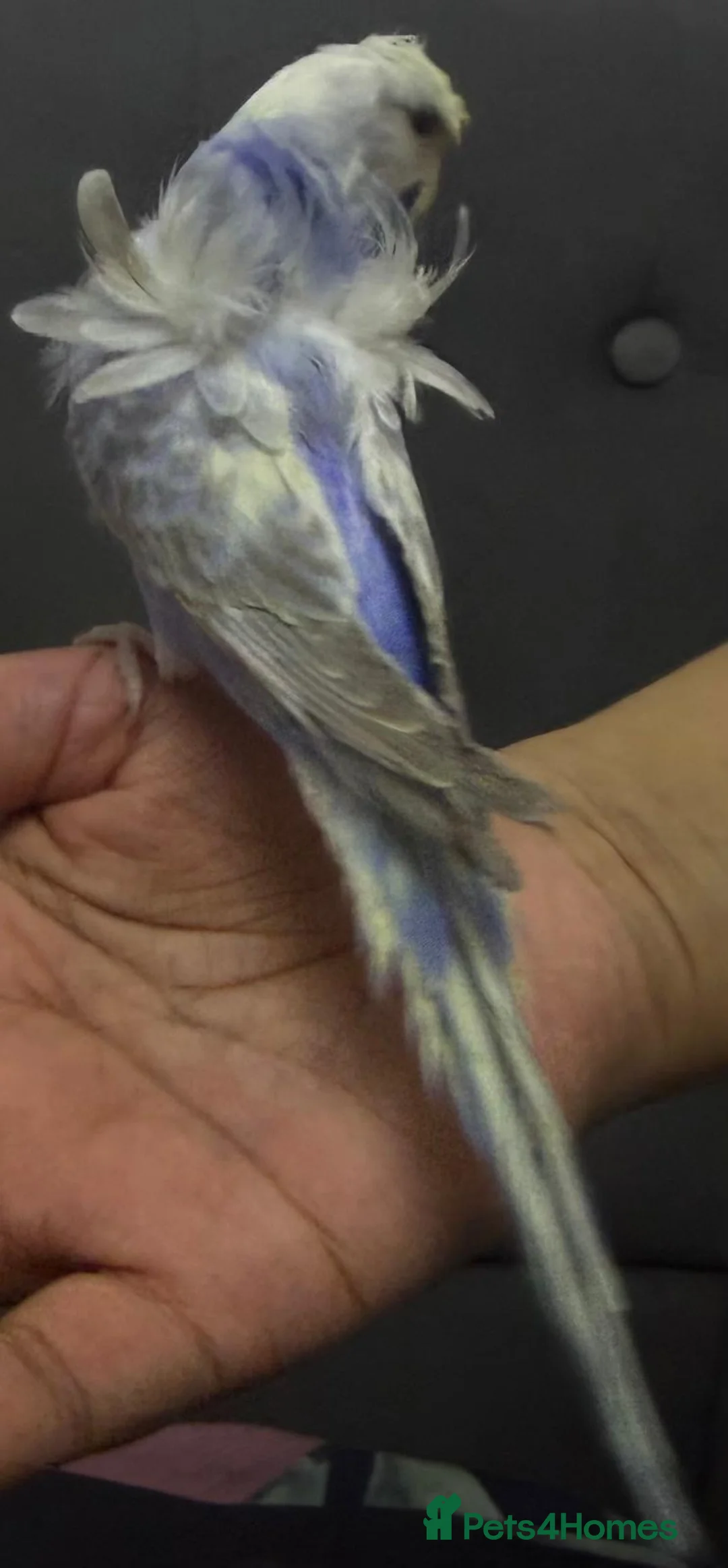 Budgerigars birds for sale: Rainbow helicopters, hand tame baby budgies  - Advert 7