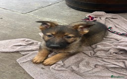 German Shepherd dogs for sale: Czechoslovakian German shepherd working line - Image 11