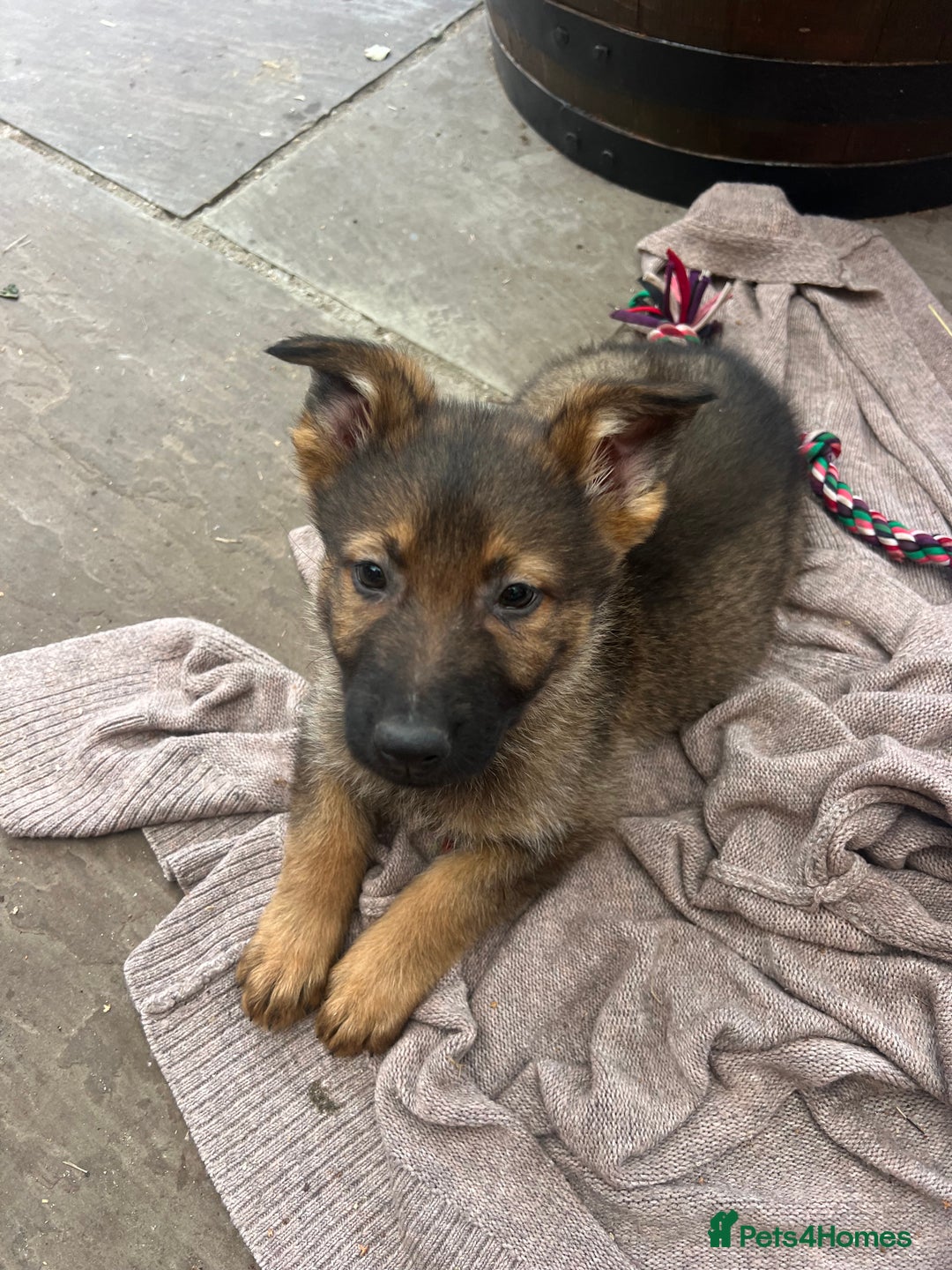 German Shepherd dogs for sale: Czechoslovakian German shepherd working line - Image 11