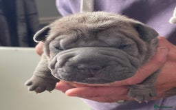 Staffordshire Bull Terrier dogs for sale: Blue staffy x sharpei  - Image 5