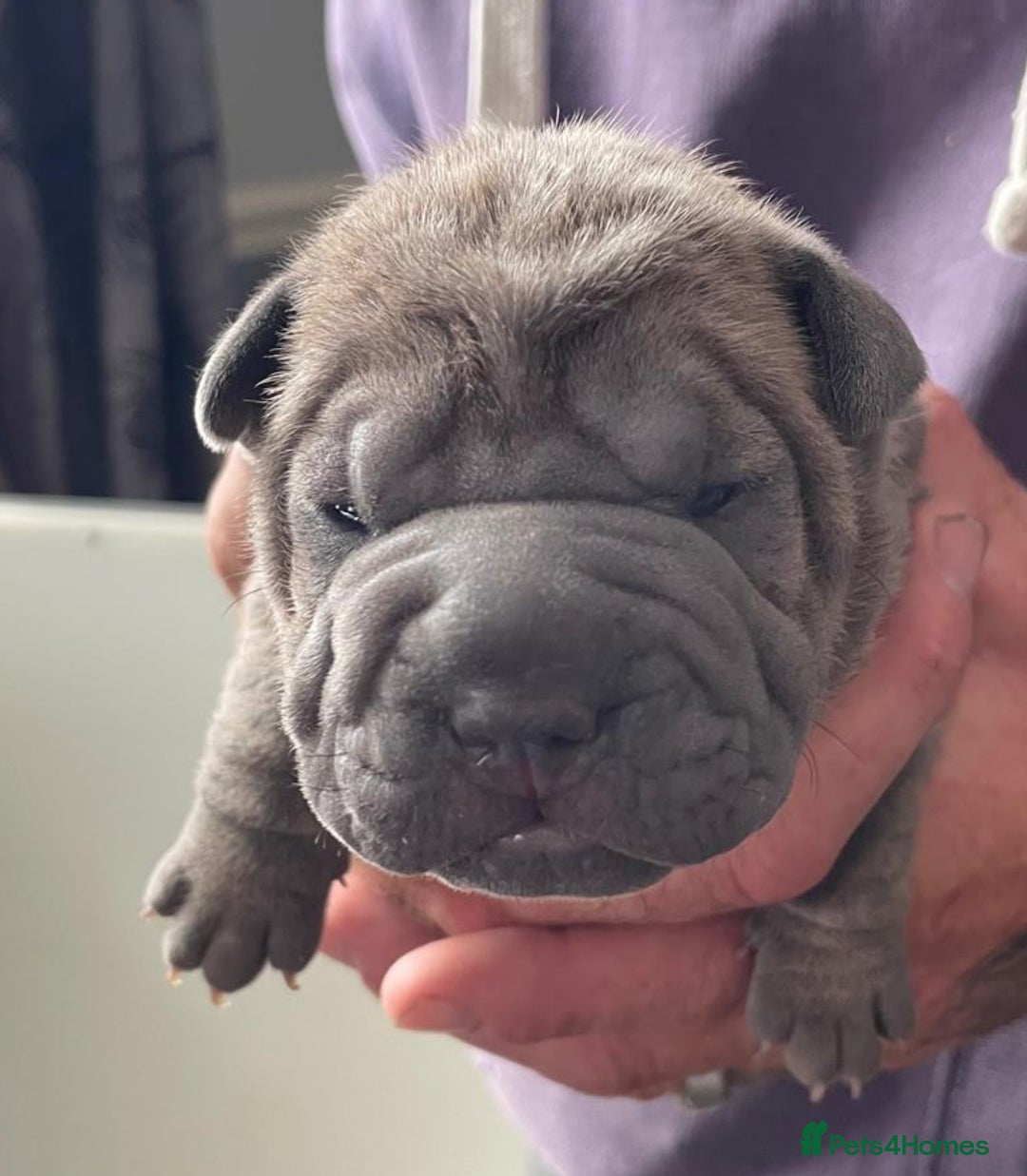 Staffordshire Bull Terrier dogs for sale: Blue staffy x sharpei  - Image 5
