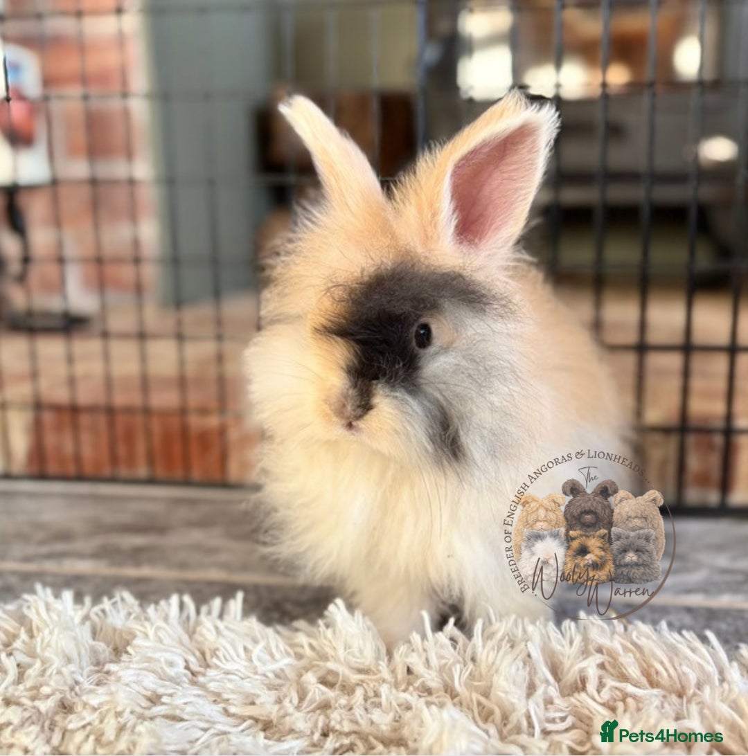 Angora rabbits for sale: Fully Vaccinated English Angoras ♥️ - Advert 5