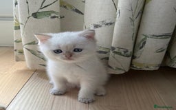 British Shorthair cats for sale: British Shorthair golden and silver - Image 15