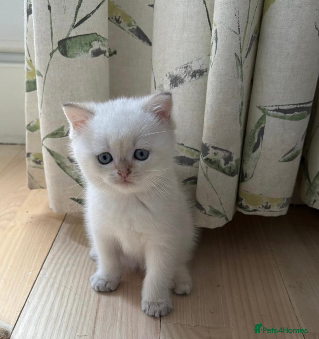 British Shorthair cats for sale: British Shorthair golden and silver - Image 15