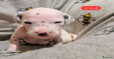 Dalmatian dogs - Advert 14