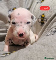 Dalmatian dogs **Beautiful litter of 11 KC Dalmatians** - Advert 4