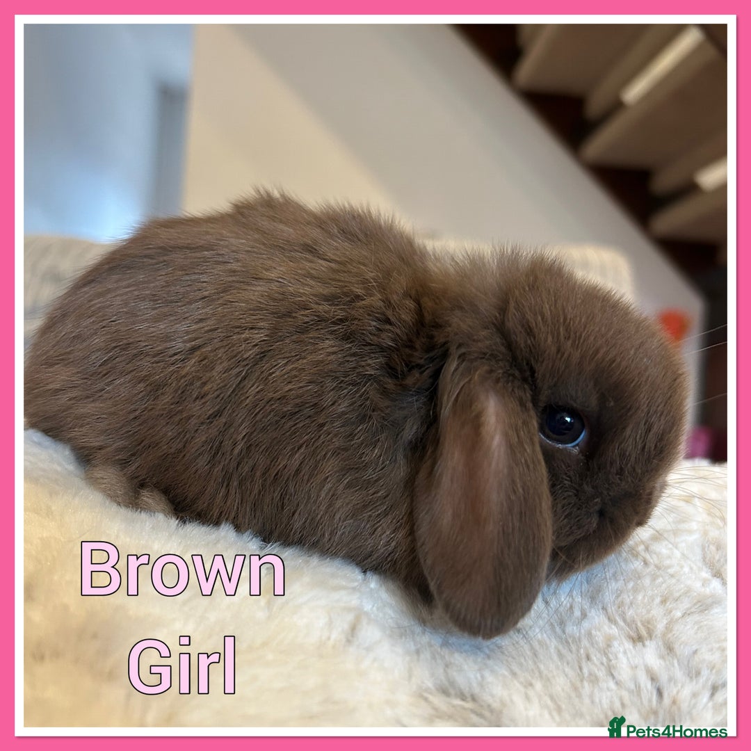 Mini Lop rabbits for sale: Pure Mini Lop Baby Rabbits  - Advert 5