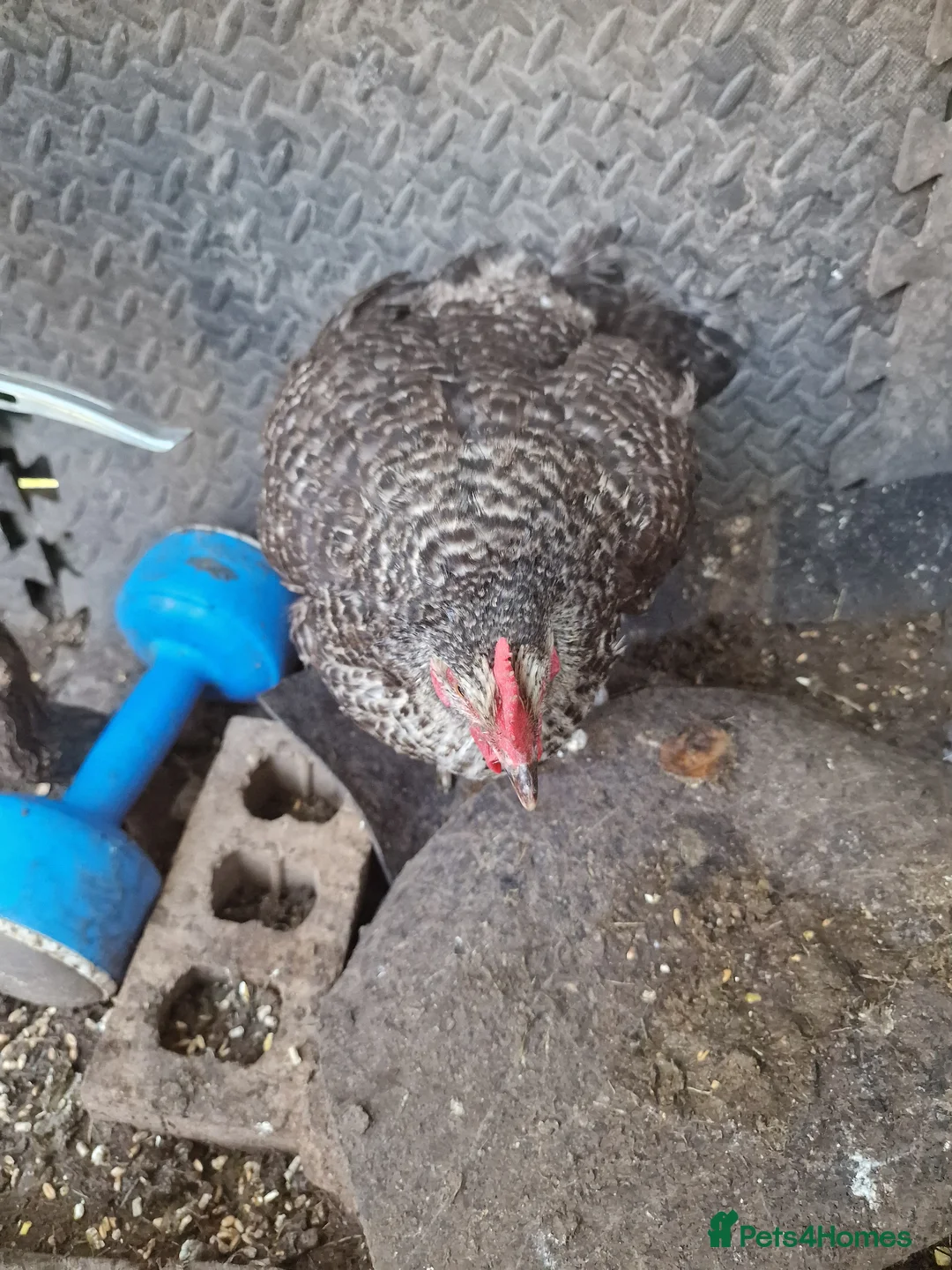 Mixed Breed poultry for sale: Chickens  in South Ockendon - Advert 6