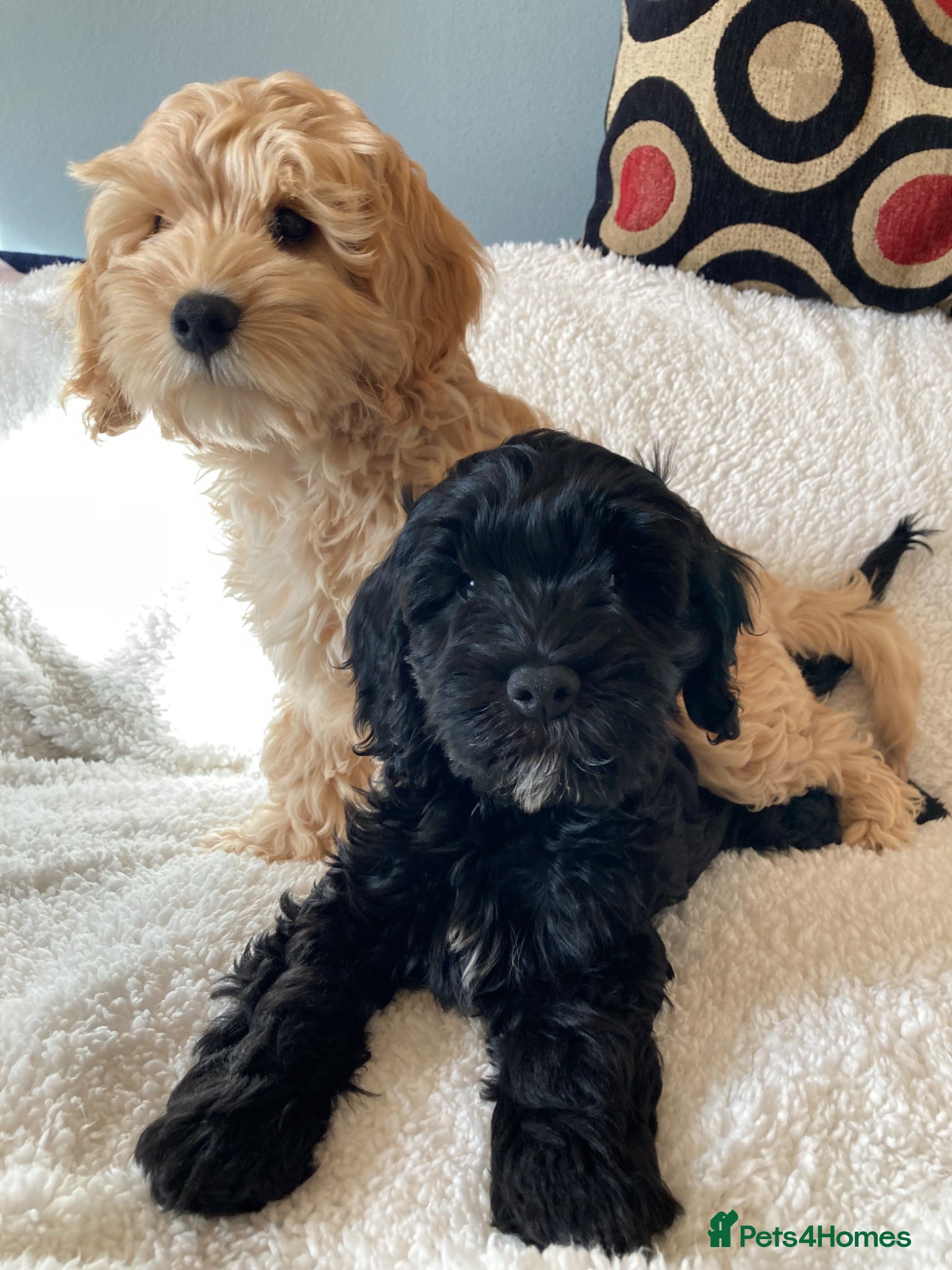 Mixed Breed dogs  Ready for new homes - beautiful puppies…. - Advert 2