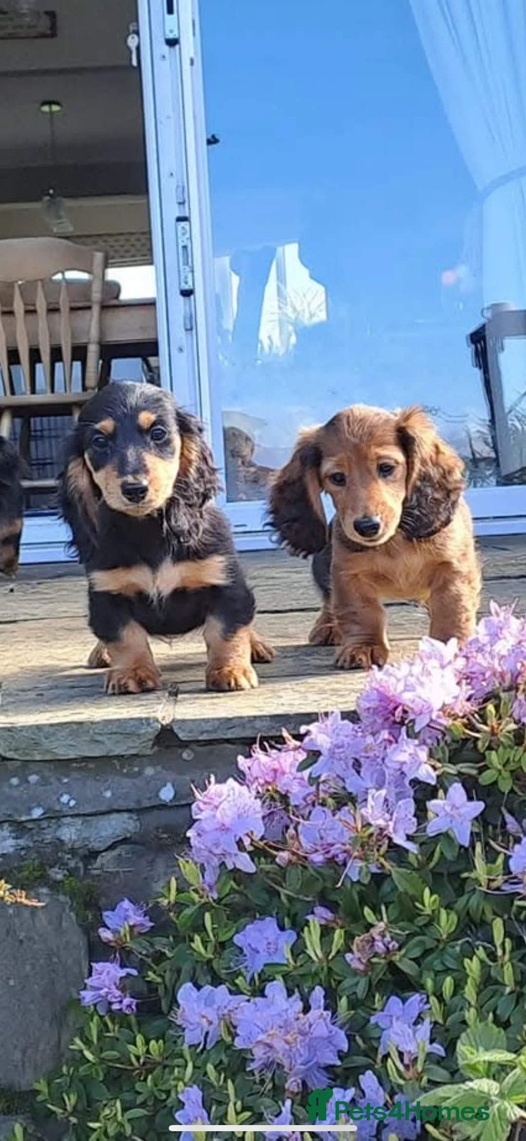 Miniature Dachshund dogs for stud: ee Cream Long Coat Miniature Dachshund Stud in Dalry - Advert 3