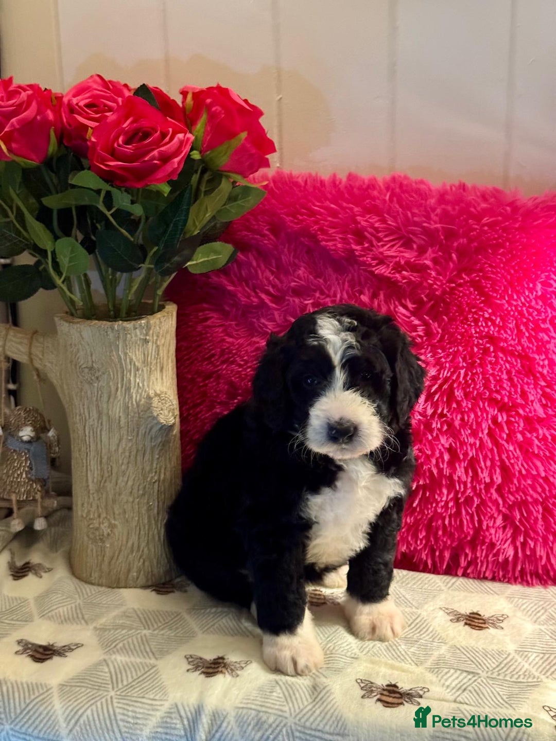 Bernedoodle dogs for sale: 7 mini medium bernedoodle puppies for sale - Advert 4