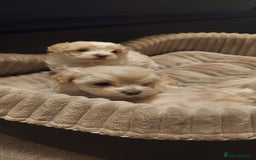 Maltipoo dogs for sale: Asian Teddy Toy Maltipoos  - Image 15