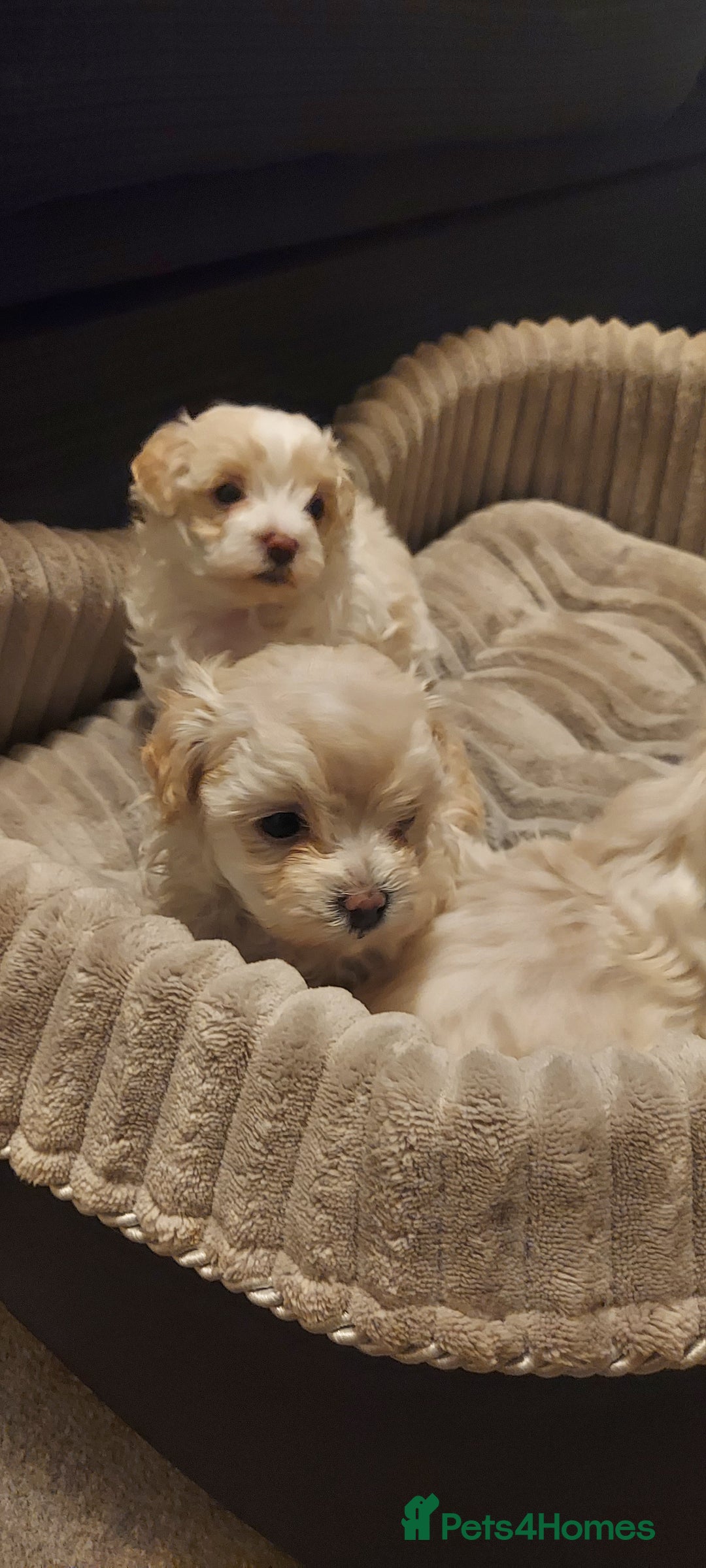 Maltipoo dogs for sale: Asian Teddy Toy Maltipoos  - Image 15