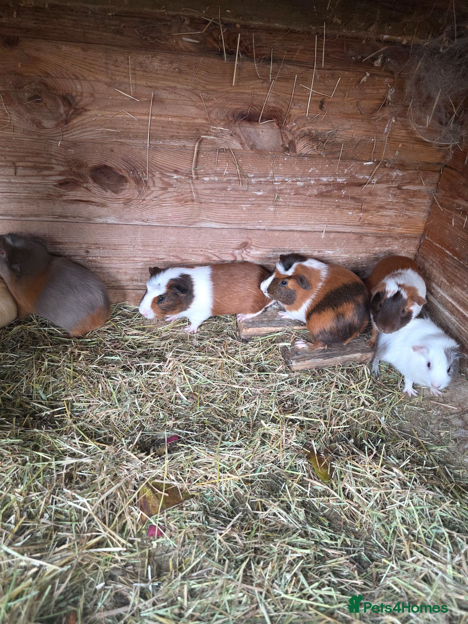 Guinea Pig rodents Male Guinea pigs - Advert 12