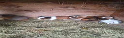 Guinea Pig rodents for sale: Male Guinea pigs - Advert 3