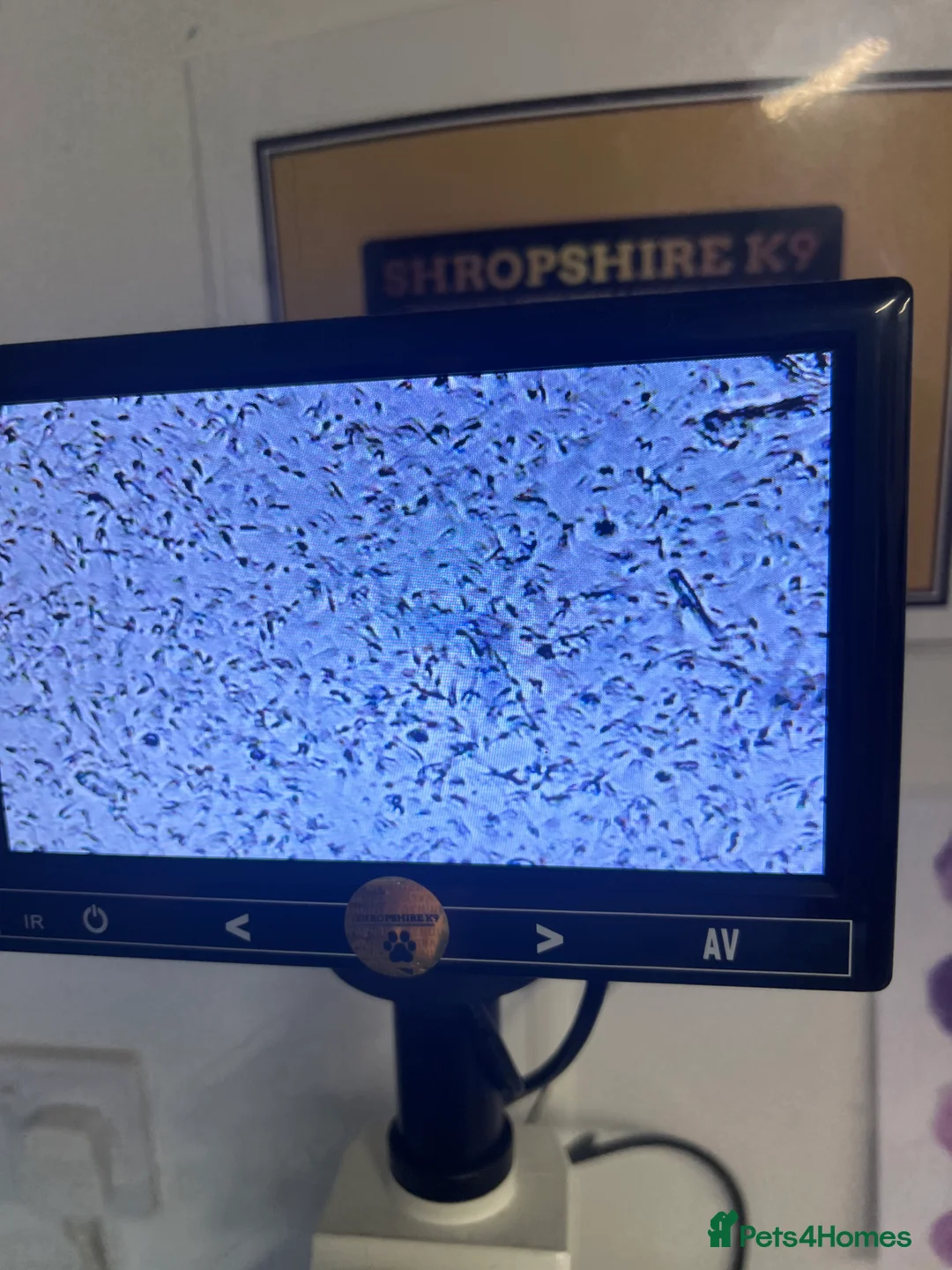 Pomeranian dogs for stud: Stunning Blue Merle Pomeranian Stud Available in Derby - Advert 9