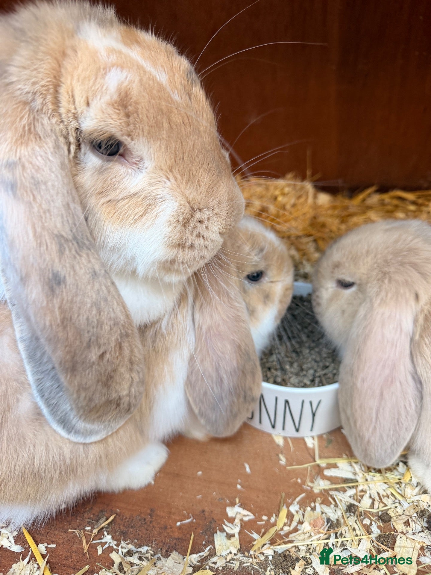 French Lop rabbits 2 Beautiful French Lop Baby Bunnies 🐰 - Advert 1