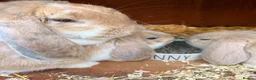 French Lop rabbits for sale: 2 Beautiful French Lop Baby Bunnies 🐰 - Advert 1