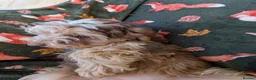 Cockapoo dogs for sale: 🌟 Superb chocolate sable cockapoo pups 🌟 in Maldon - Advert 15