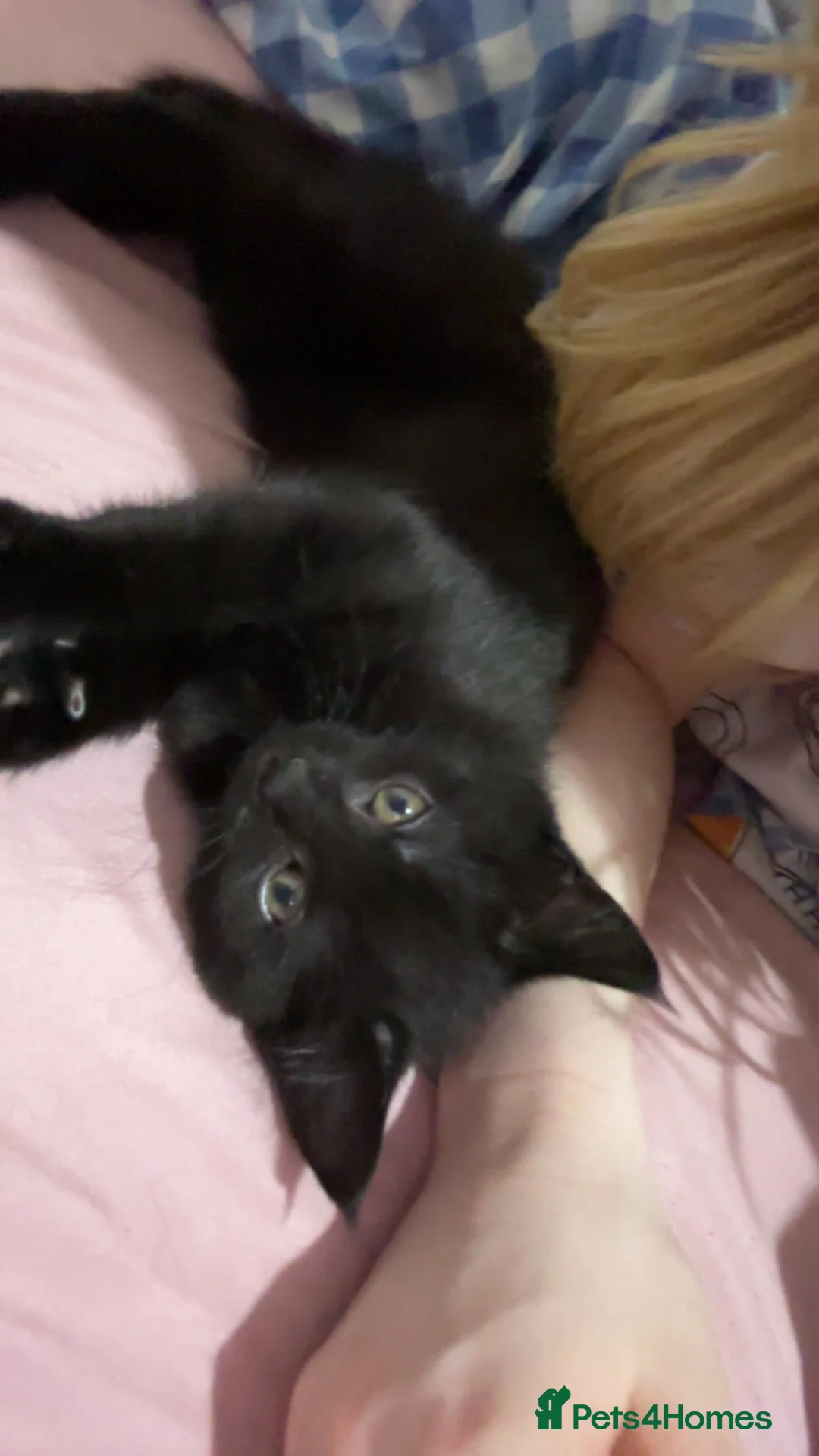 Mixed Breed cats for sale: Black female mix breed maine coon  - Advert 4