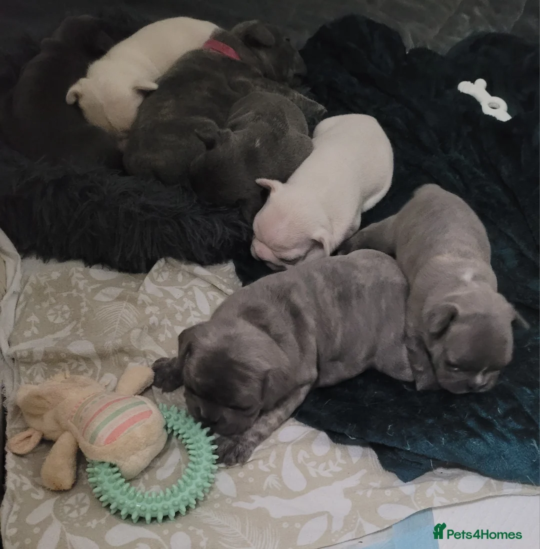 French Bulldog dogs for sale: Frenchie babies looking for their forever homes in Deeside - Advert 1