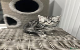 British Shorthair cats for sale: Beautiful registered British Shorthaired Kittens - Image 9