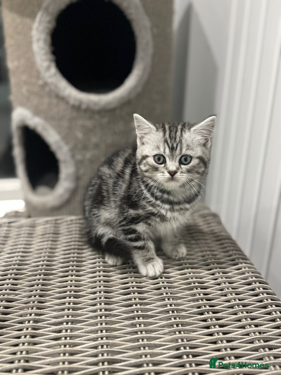 British Shorthair cats for sale: Beautiful registered British Shorthaired Kittens - Image 9