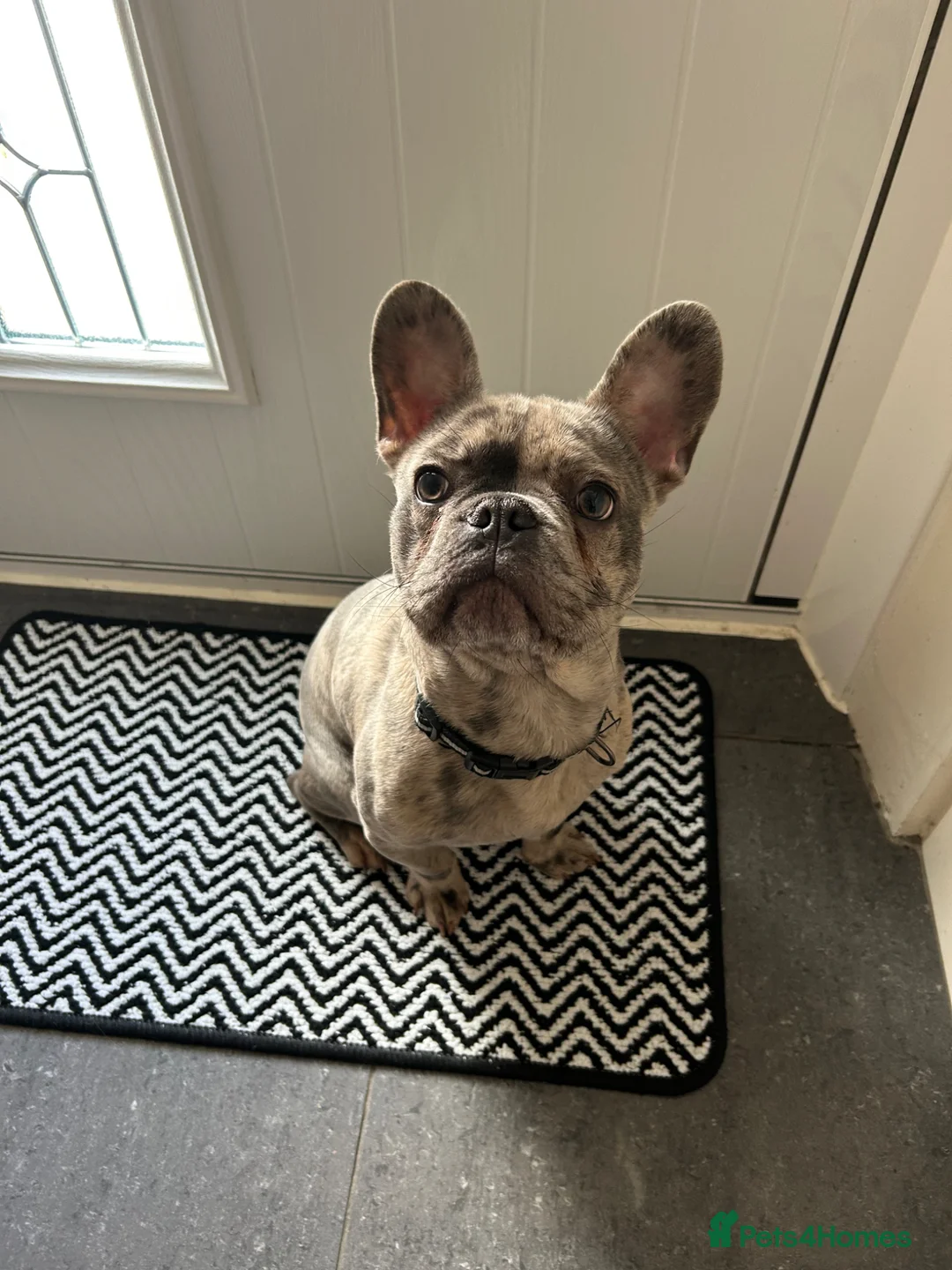 French Bulldog dogs for sale: Male - merle grey French bulldog  - Advert 1