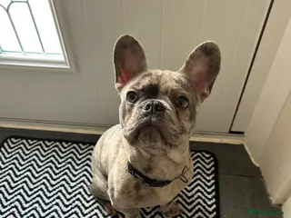 French Bulldog dogs Male - merle grey French bulldog - Advert 2