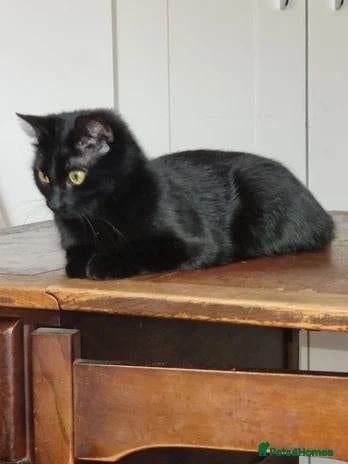 Mixed Breed cats mix breed kitten  - Advert 6