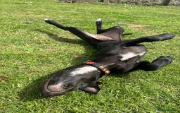 Mixed Breed dogs for sale: Loving girl looking for forever home - Image 3