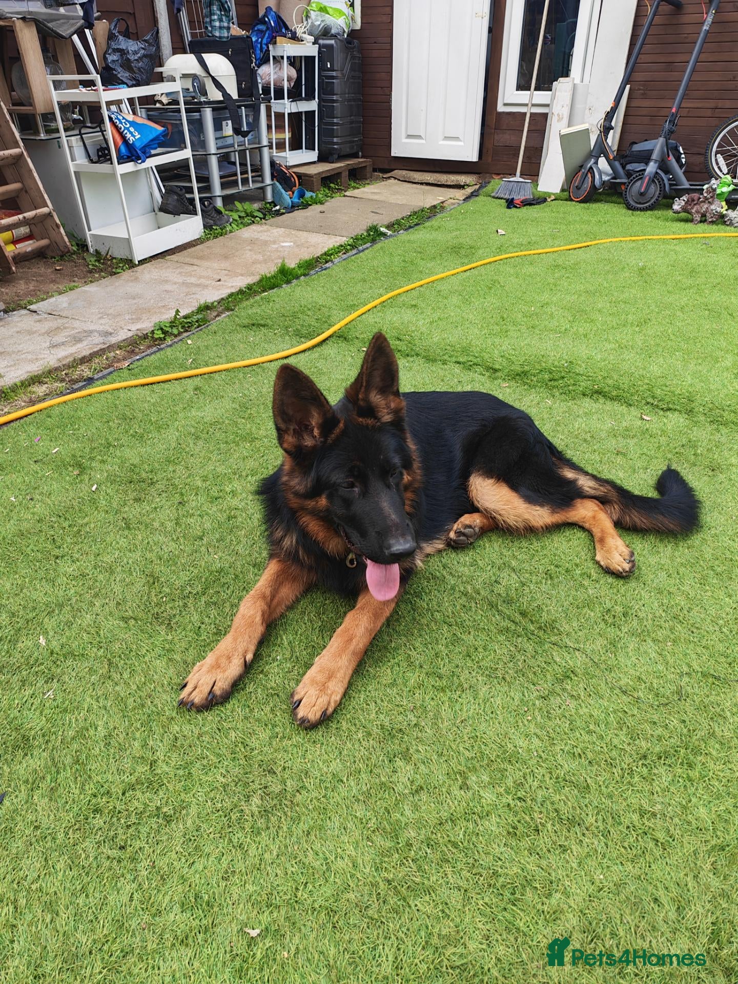 German Shepherd dogs German Shepherd Puppies - Advert 2