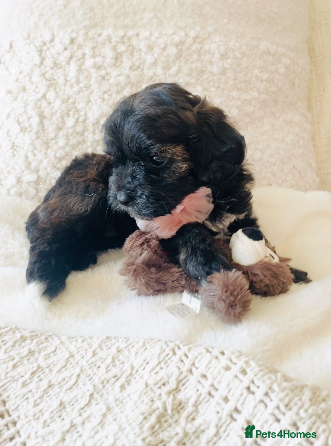 Maltipoo dogs Stunning F1 Toy Maltipoo Puppies - Boy & Girl - Advert 2
