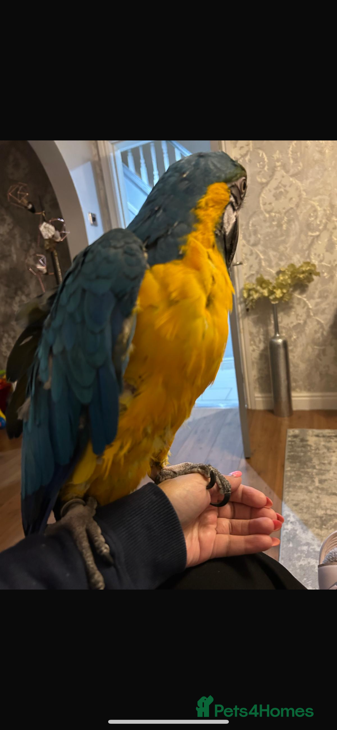 Macaws birds for sale: Blue and Gold Macaw - Image 4