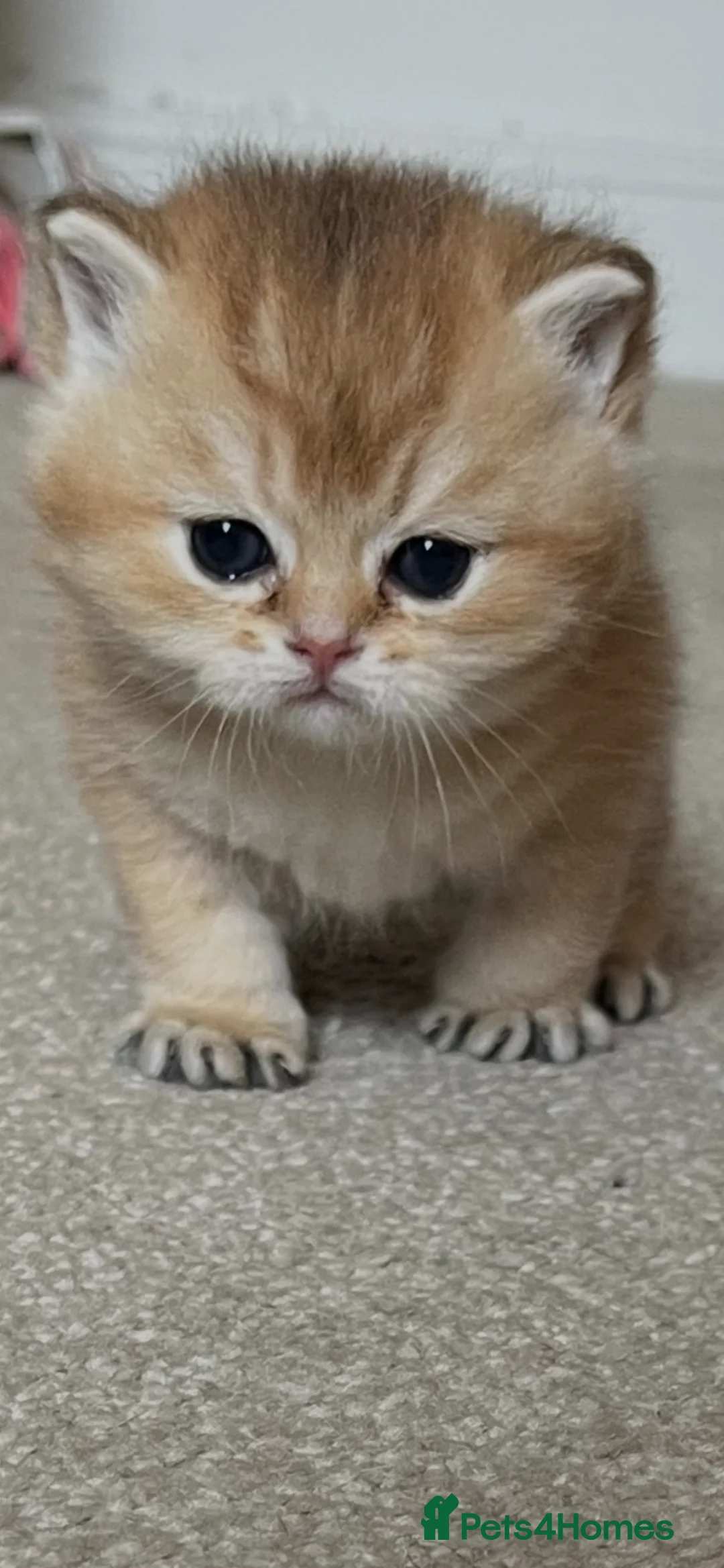 British Shorthair cats for sale: Golden NY12 and NS25 GRAND CHAMPION bloodline  - Advert 2