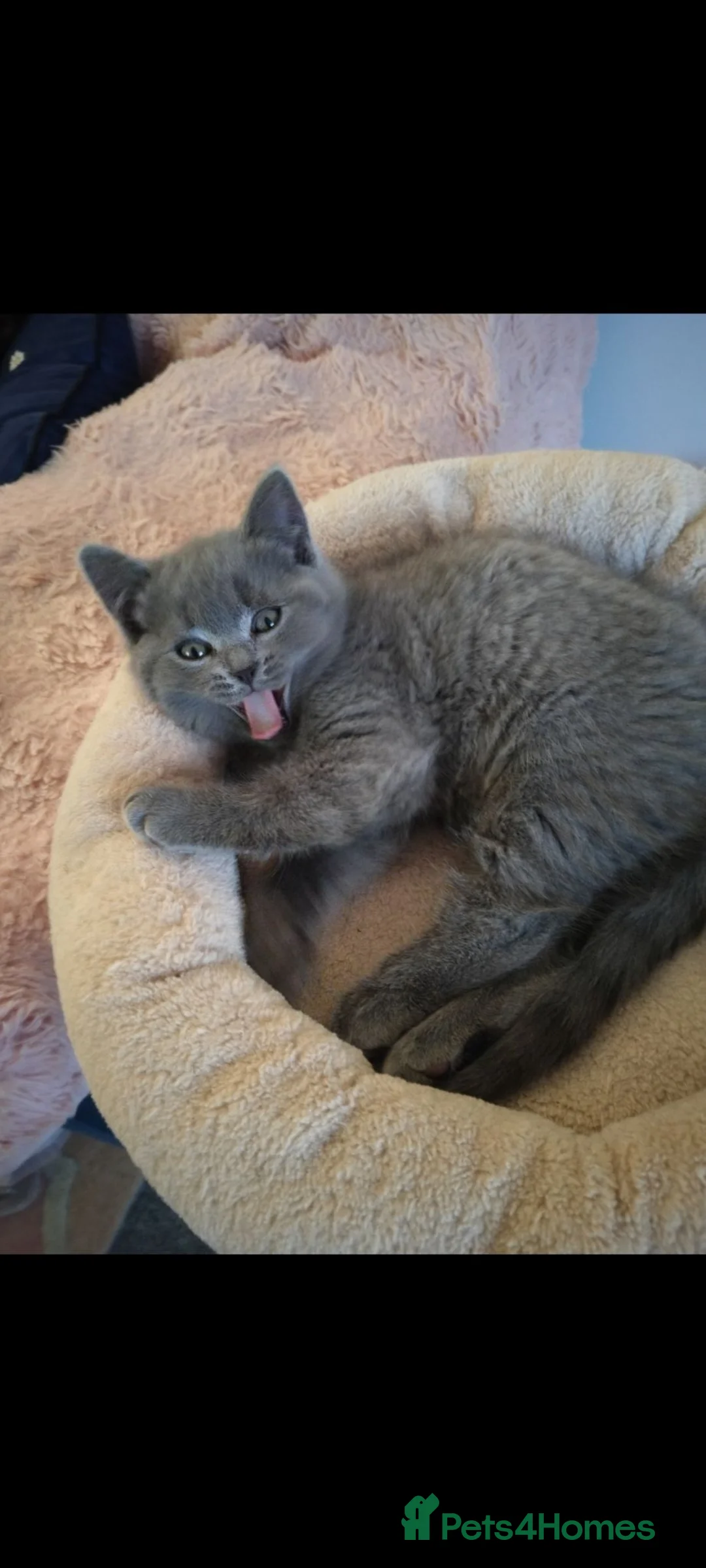 British Shorthair cats for sale: Pedigree Mixed Adorable Kittens  - Advert 2
