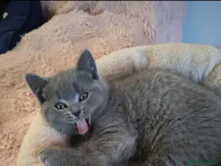 British Shorthair cats Pedigree Mixed Adorable Kittens - Advert 1