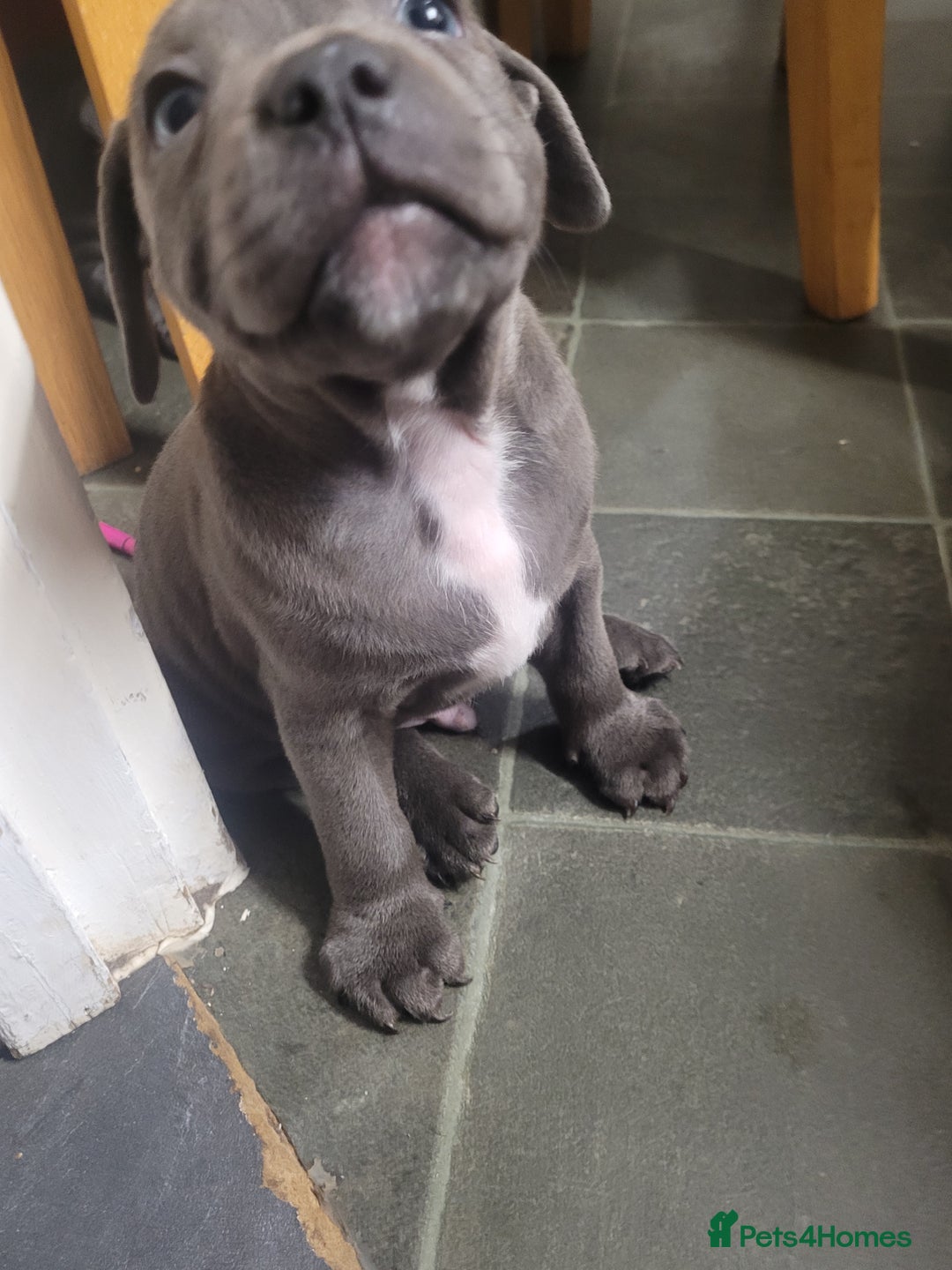 Staffordshire Bull Terrier dogs for sale: #Ready2go Kc registered blue staffy pups 4 sale - Image 7