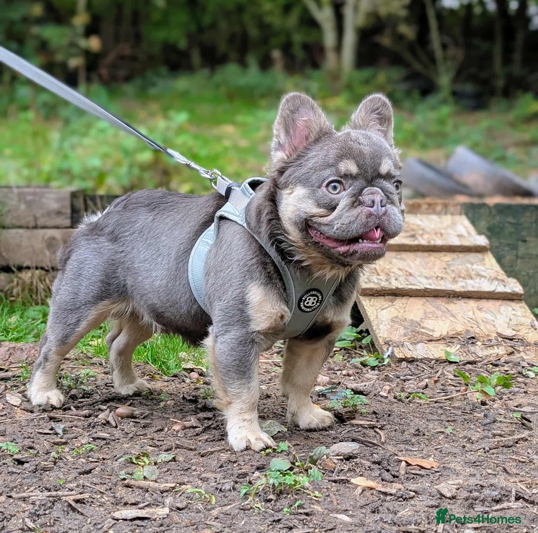 French Bulldog dogs for stud: Lilac and tan fluffy carrying testable - Advert 1
