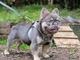 French Bulldog dogs Lilac and tan fluffy carrying testable - Advert 1