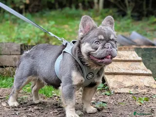 French Bulldog dogs Lilac and tan fluffy carrying testable - Advert 1
