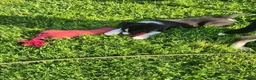 Border Collie dogs for sale: Border collie pups looking for new home - Advert 8