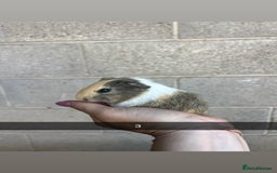 Guinea Pig rodents for sale: Lovely guinea pigs looking for their new homes!  - Image 8